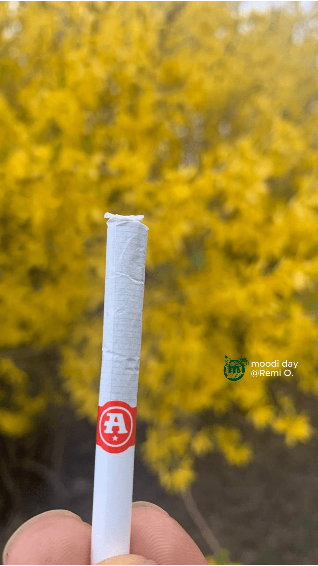 anthem cigarettes Sativa Blend Pre Rolls Review by Kiki D. | Real Consumer Reviews of Products Near You Cigarette Anthem | Antonio Ciasullo